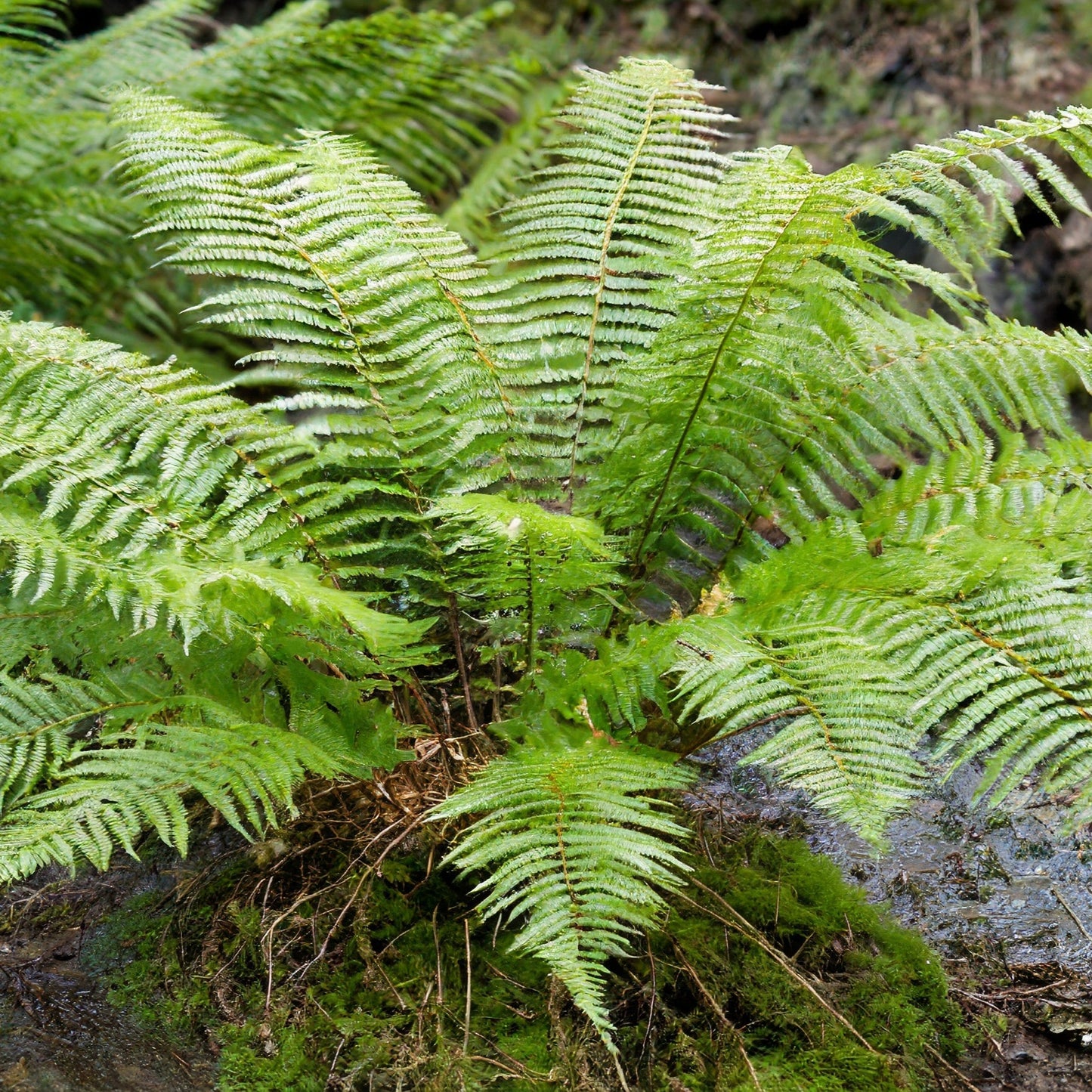 Polystichum tsus-simense