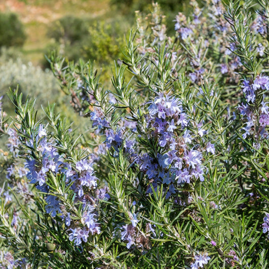 Rosmarinus officinalis Tuscan Blue