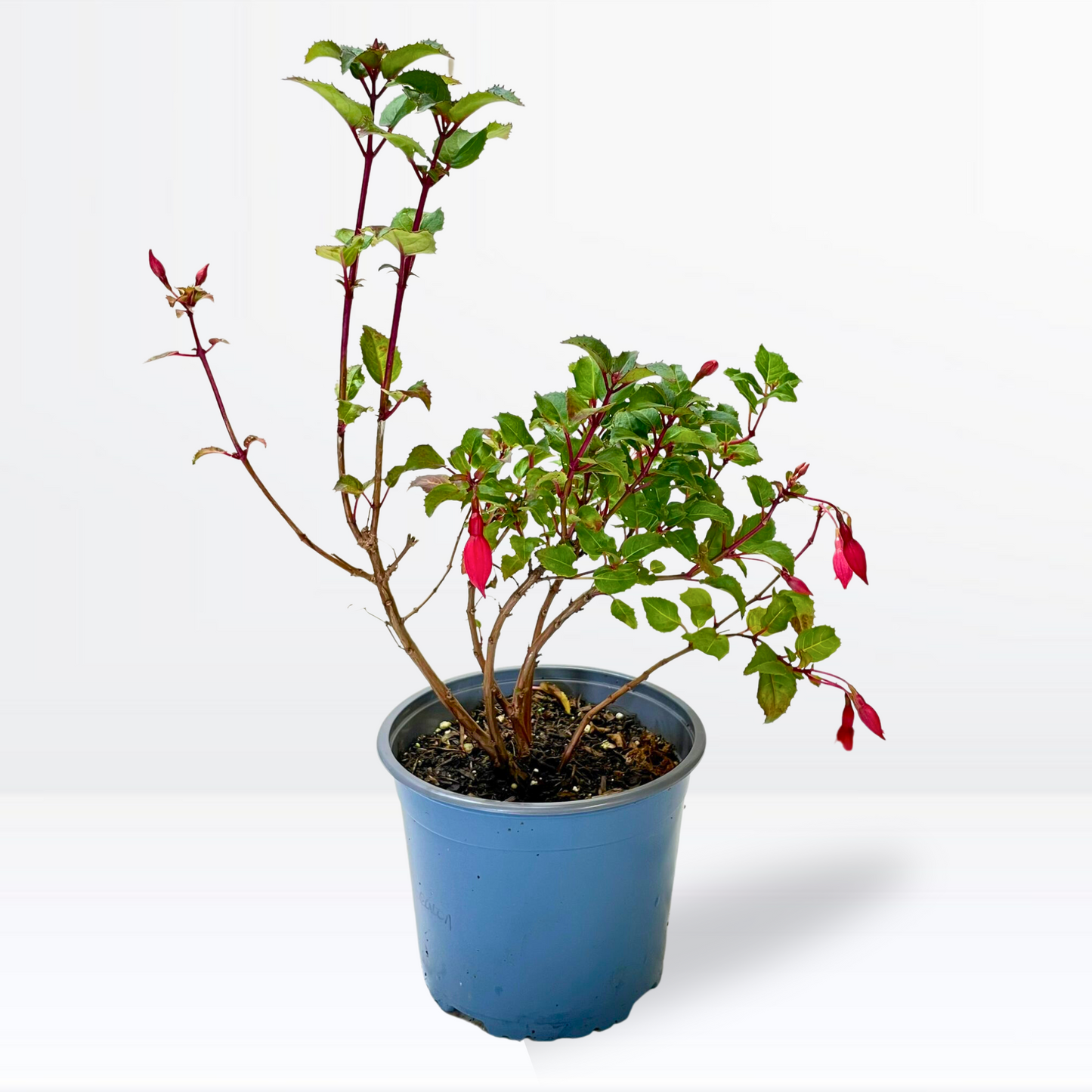 Fuchsia Hardy Beacon