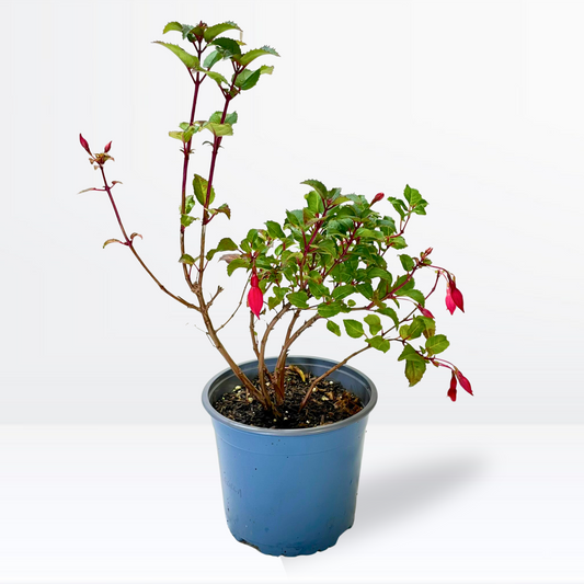 Fuchsia Hardy Beacon