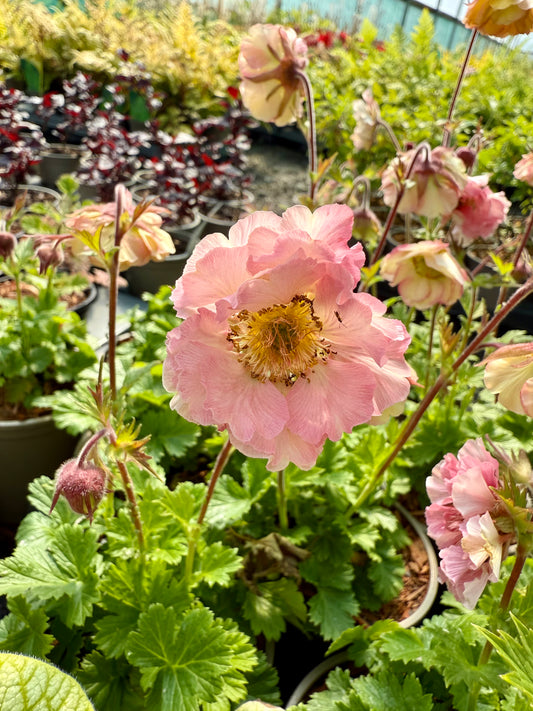 Geum Pretticoats Peach 'Tngeupp'