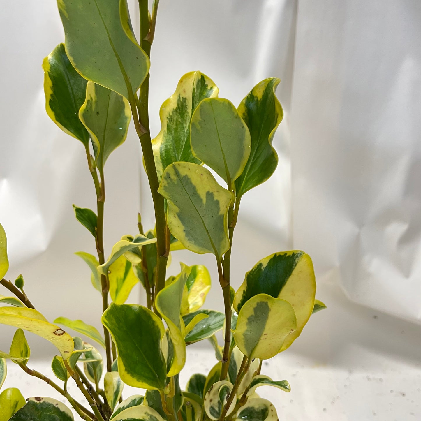 Griselinia littoralis Variegata