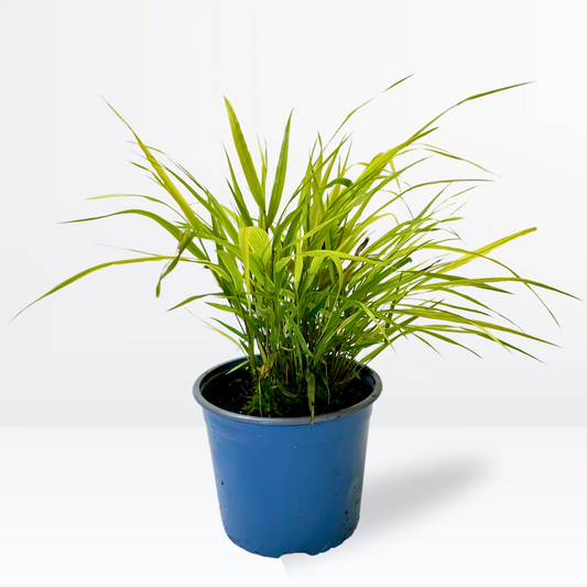 Hakonechloa macra