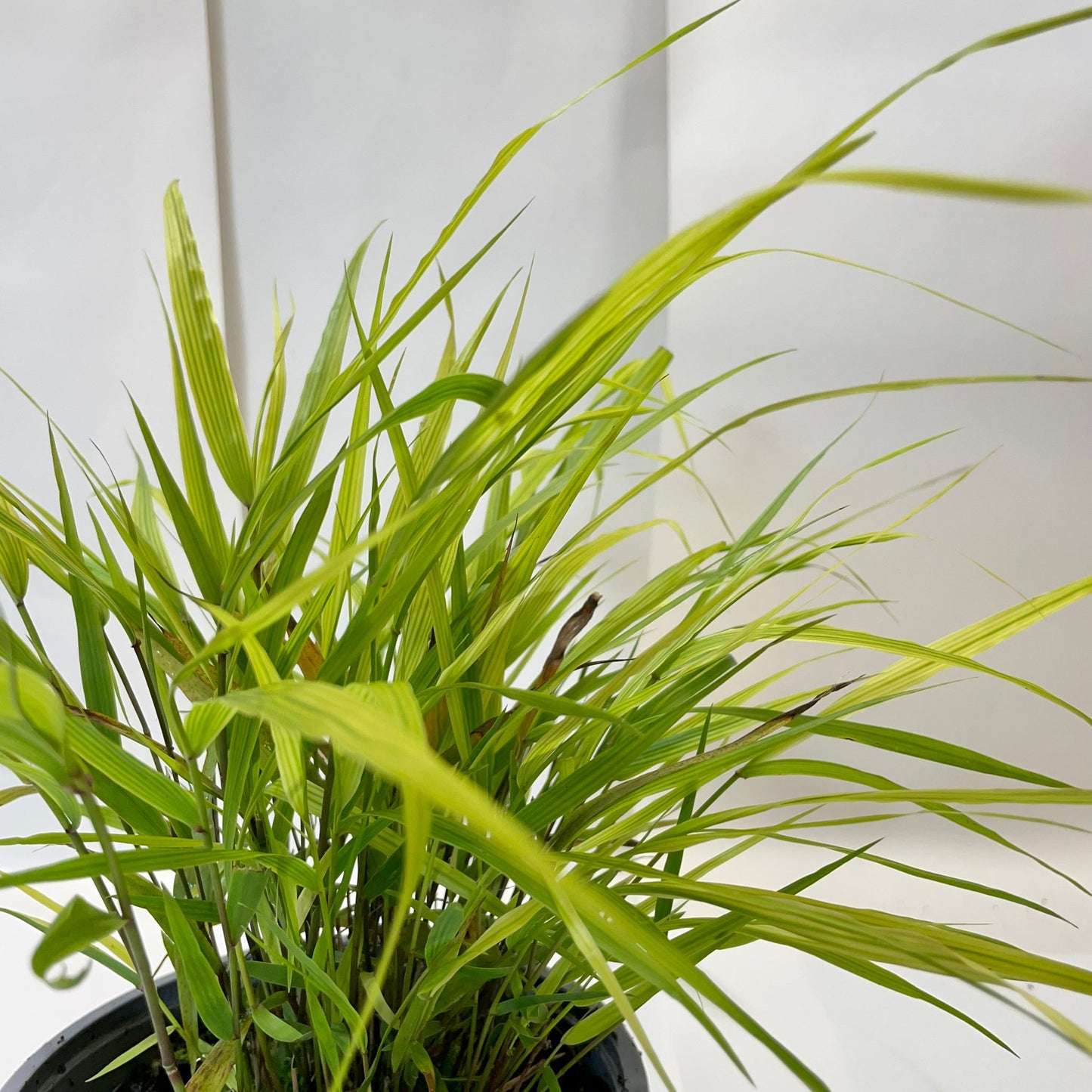 Hakonechloa macra