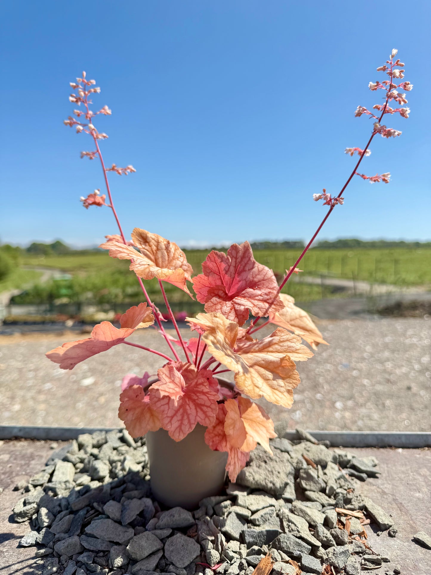 Heuchera Champagne 'Tnheucha'