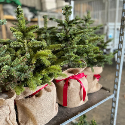 Blue Spruce (Festive Wrapped)