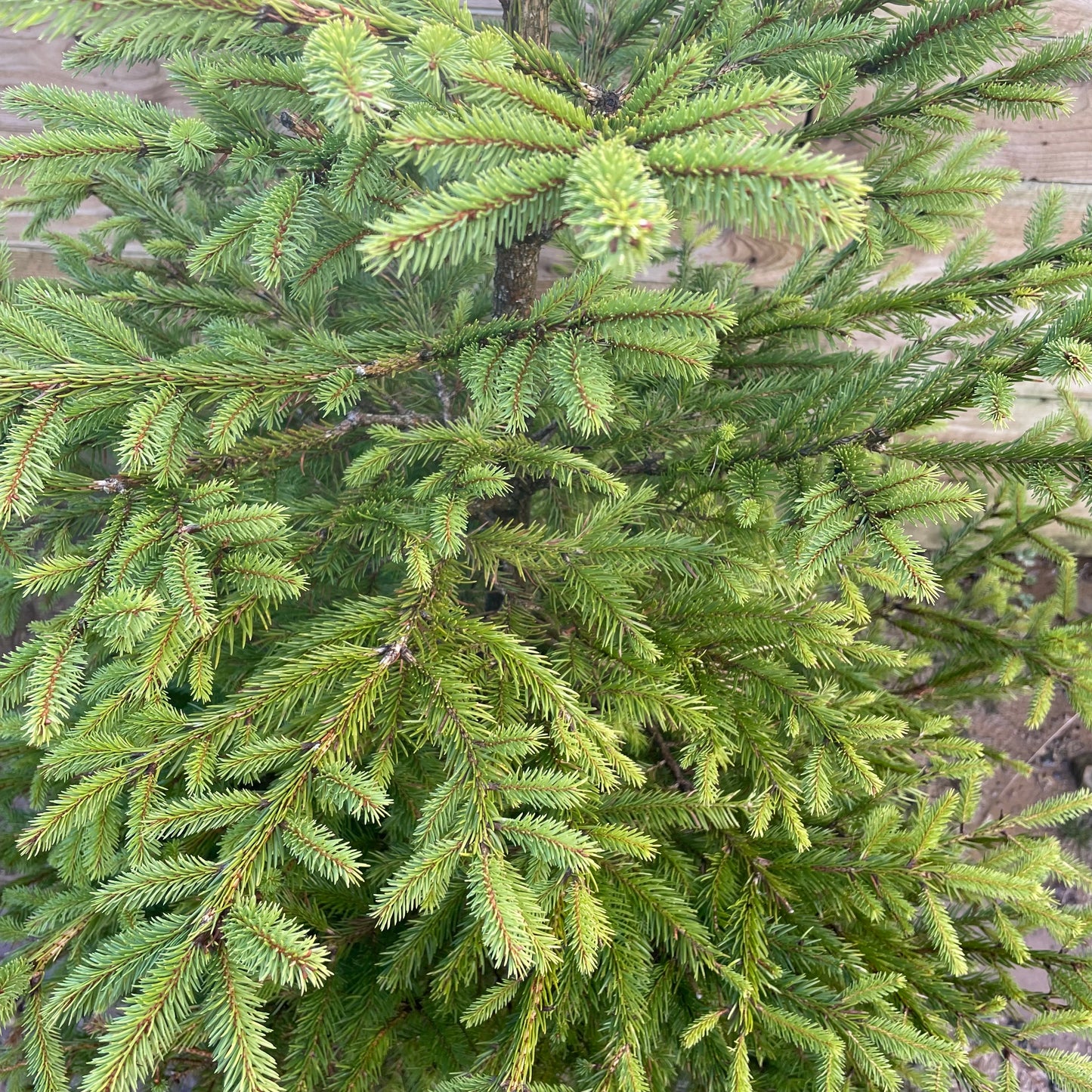 Norway Spruce