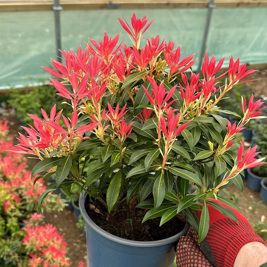 Pieris Forest Flame