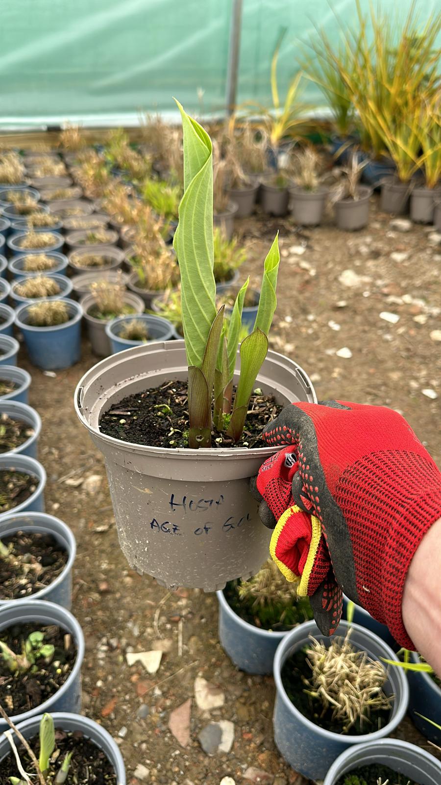 Hosta Age of Gold