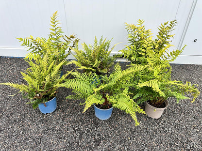 Fern Bundle