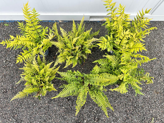 Fern Bundle