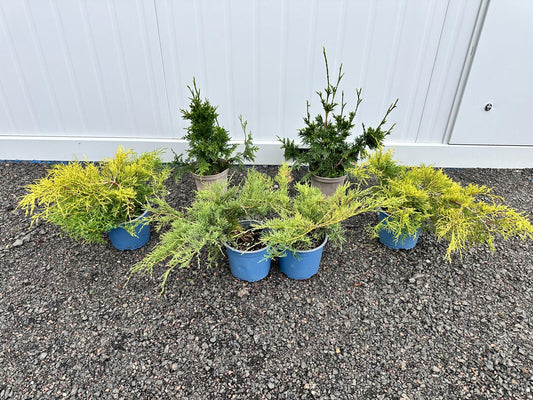 Conifer Bundle