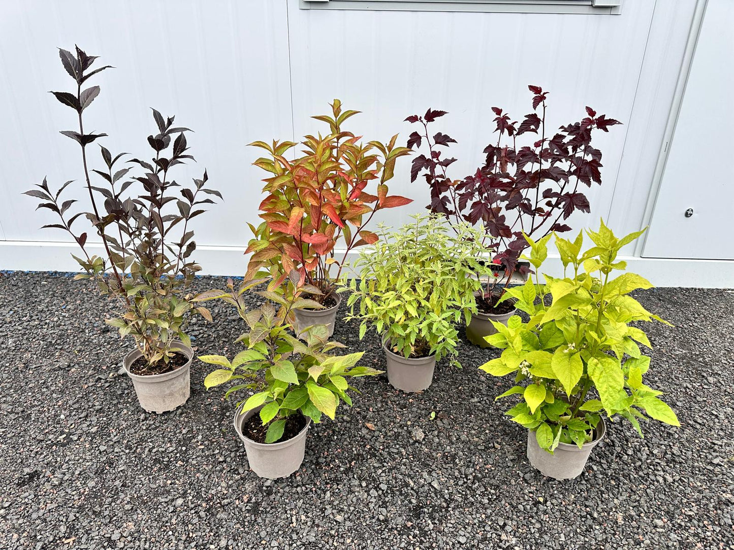 Large Flowering Shrub Bundle