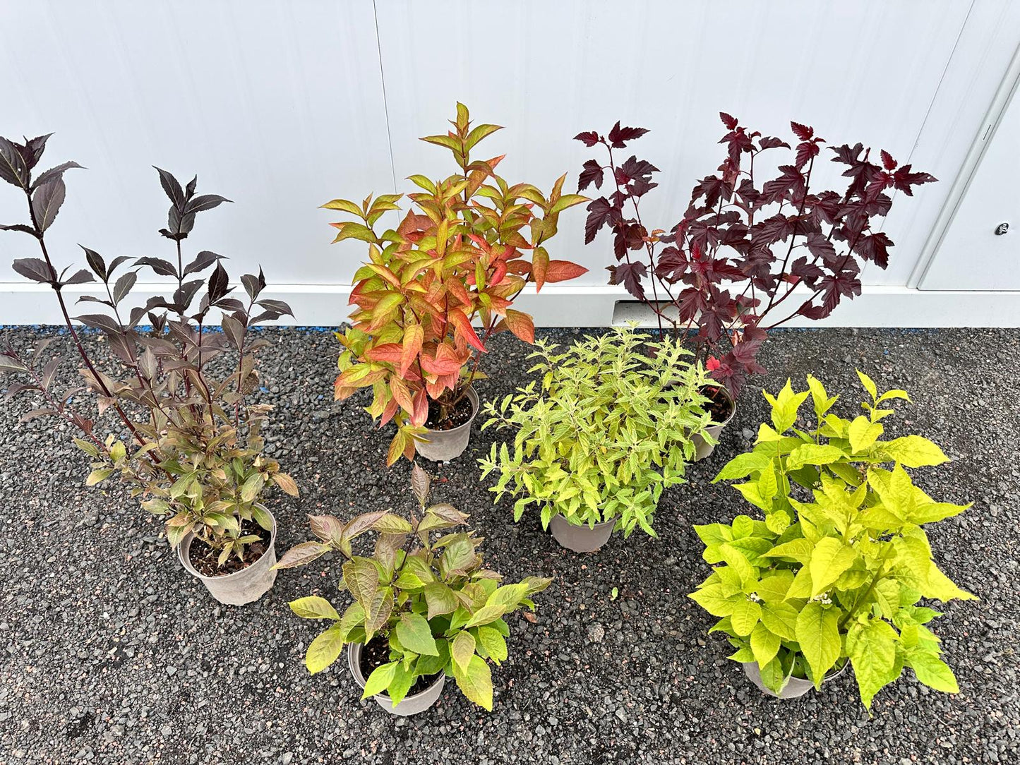 Large Flowering Shrub Bundle