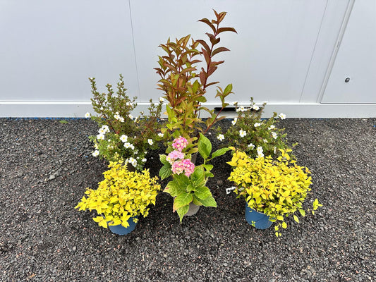 Flowering Shrub Border Filler Bundle