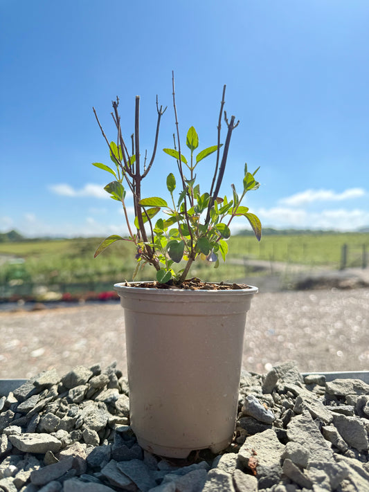 Salvia 'Cuello White'
