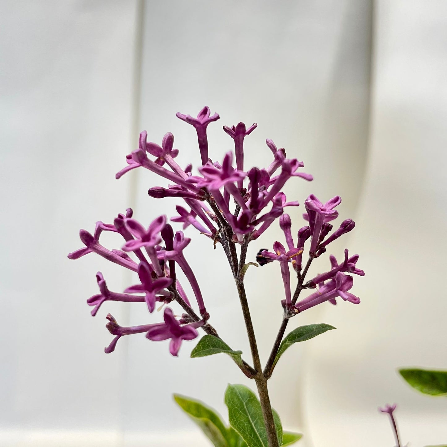 Syringa Bloomerang Dark Purple