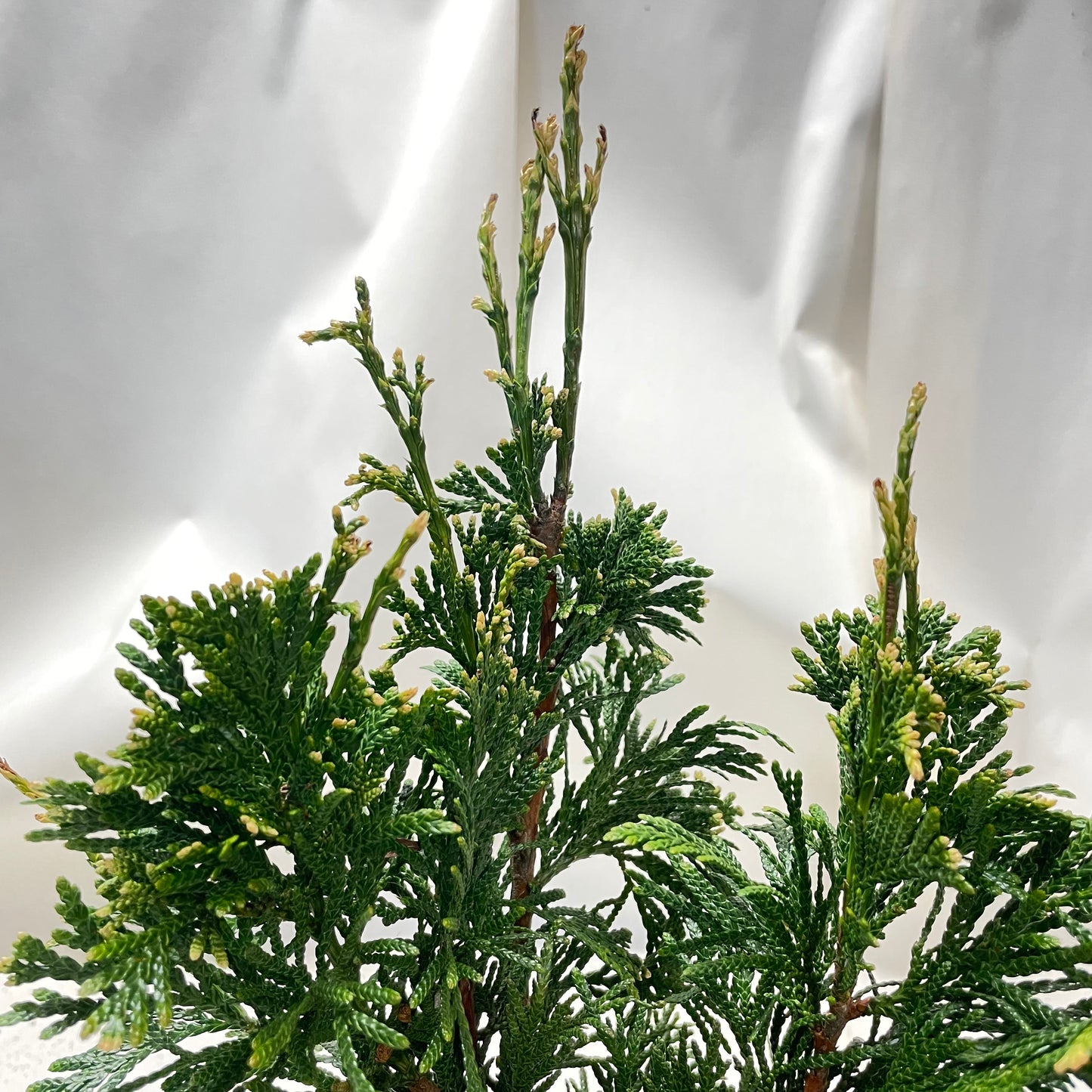 Thuja plicata Can Can