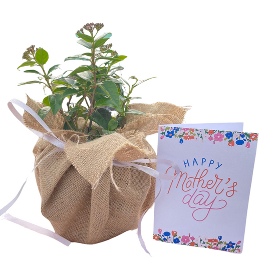 Virburnum Tinus - Mother's Day Gift