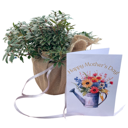 Pieris 'Little Heath' - Mother's Day Gift