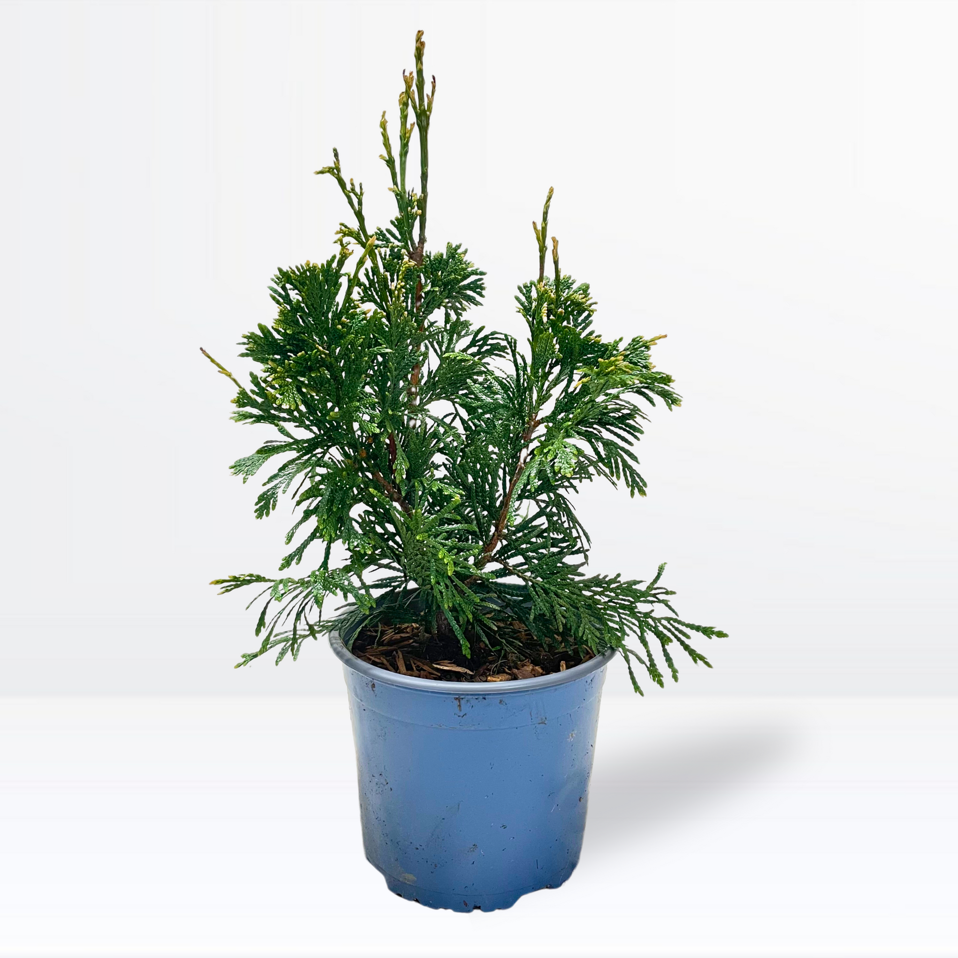 thuja can can Thuja plicata Can Can