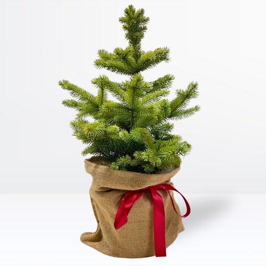 Blue Spruce (Festive Wrapped)