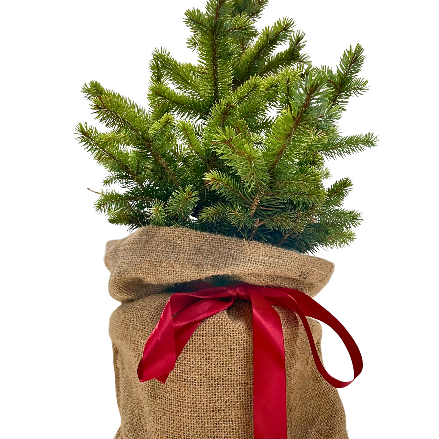 Blue Spruce (Festive Wrapped)