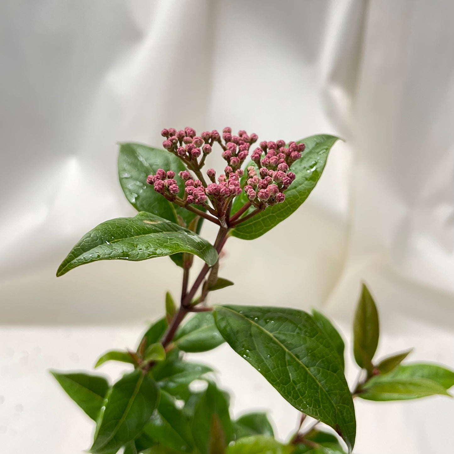 Viburnum tinus Spirit