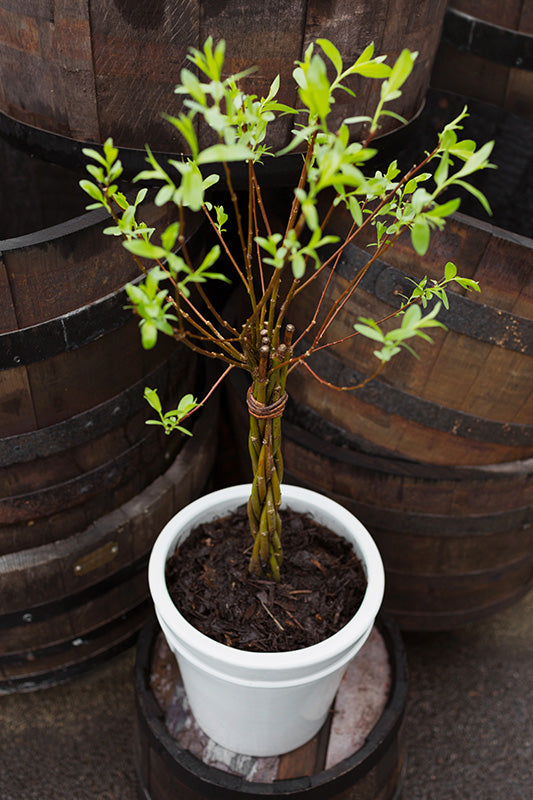 Woven Willow 1-2 Litre pot grown - Willow Wand