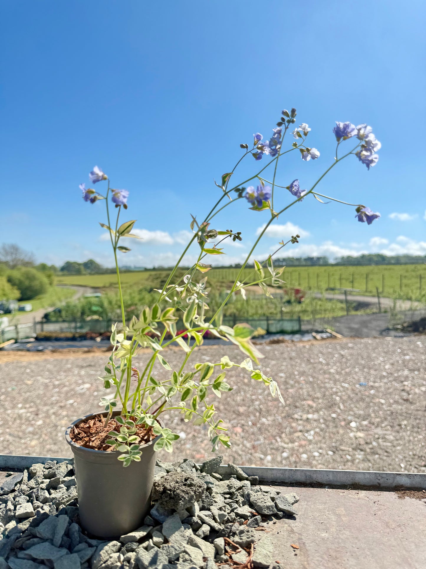Polemonium 'Stairway to Heaven'